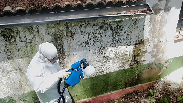 Top rated local Mold Remediation specialists in Elkhorn City, KY
